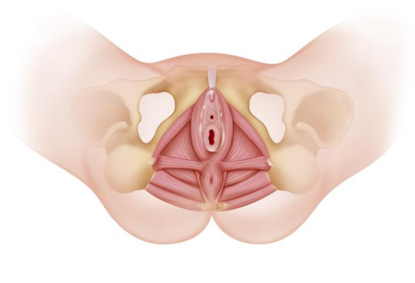 Imagen Embarazo, Parto y Posparto 1